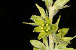 Green false hellebore